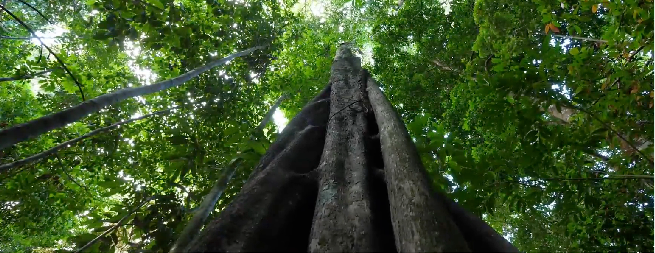 Conheça a Rede Amazônia Viva, projeto que realizamos em 2022 com a Natura